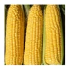 Sweet Corn / Yellow Corn / Yellow Corn Maize From Thailand