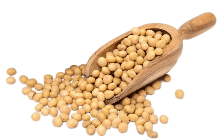 GMO and Non GMO Soyabean/Soybean for Sale
