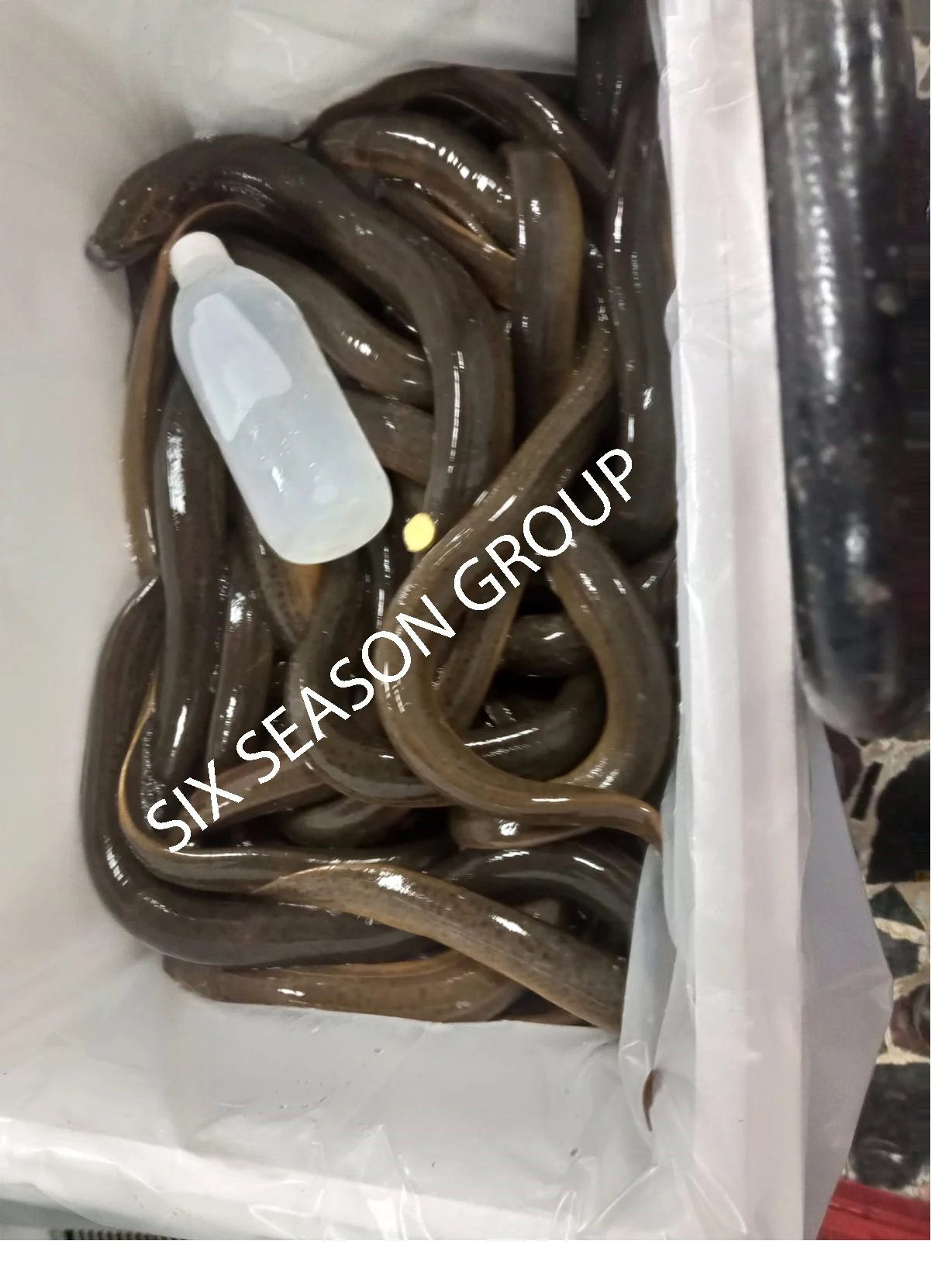 Fish Kosher Bulk Style Piece Packaging Weight Eel Shelf Origin Echo