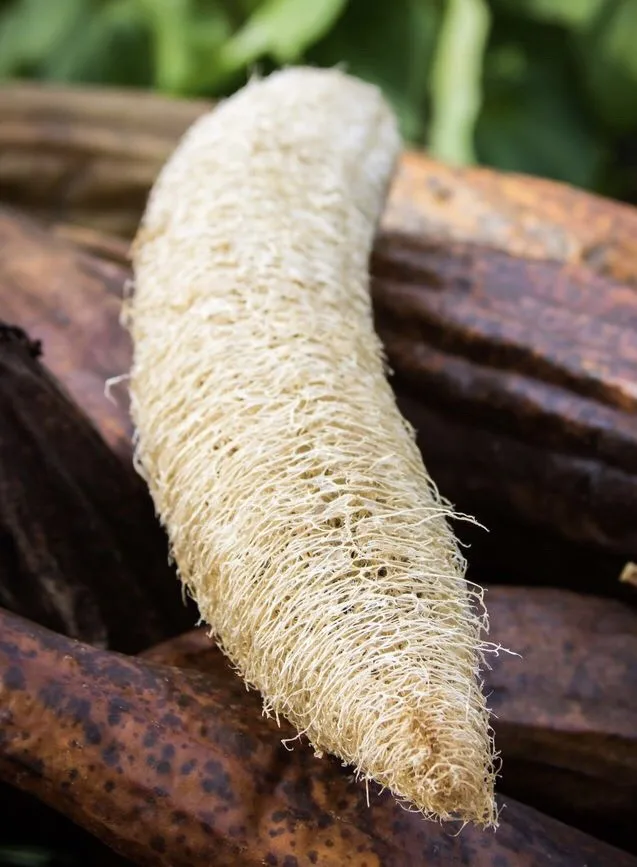 35 40cm Raw Loofah Biodegradable Natural Loofah Sponges Made In Viet