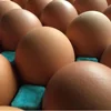 /product-detail/table-eggs-fresh-table-eggs-brown-and-white-for-sale-suppliers-62013029820.html