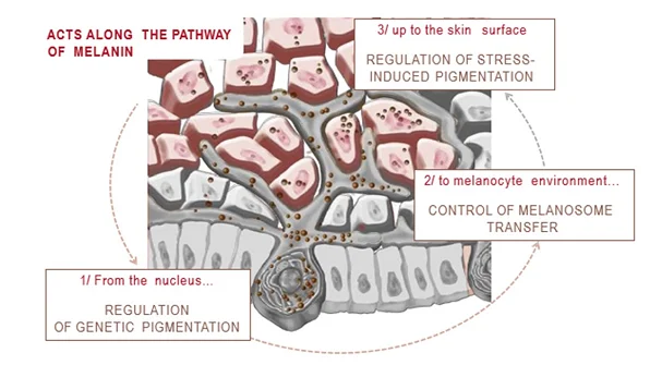 skin whitening toner.png