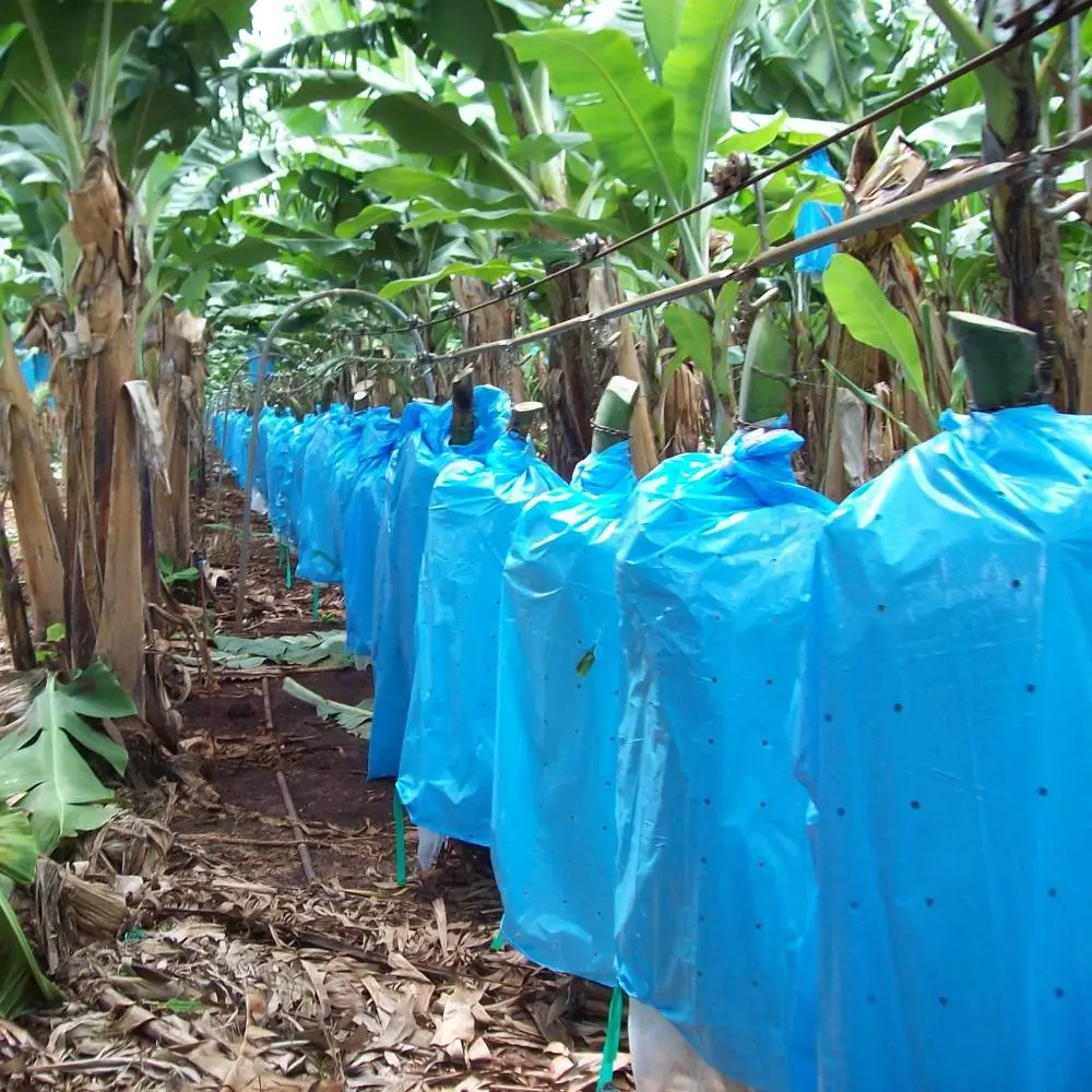 Banana Bunch Cover Bag Buy Banana Fruit Cover Bag,Banana Plastic Bag
