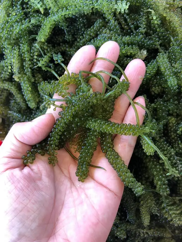 Hot Sale Premium Sea Grapes Caulerpa Lentillifera Grape Seaweed