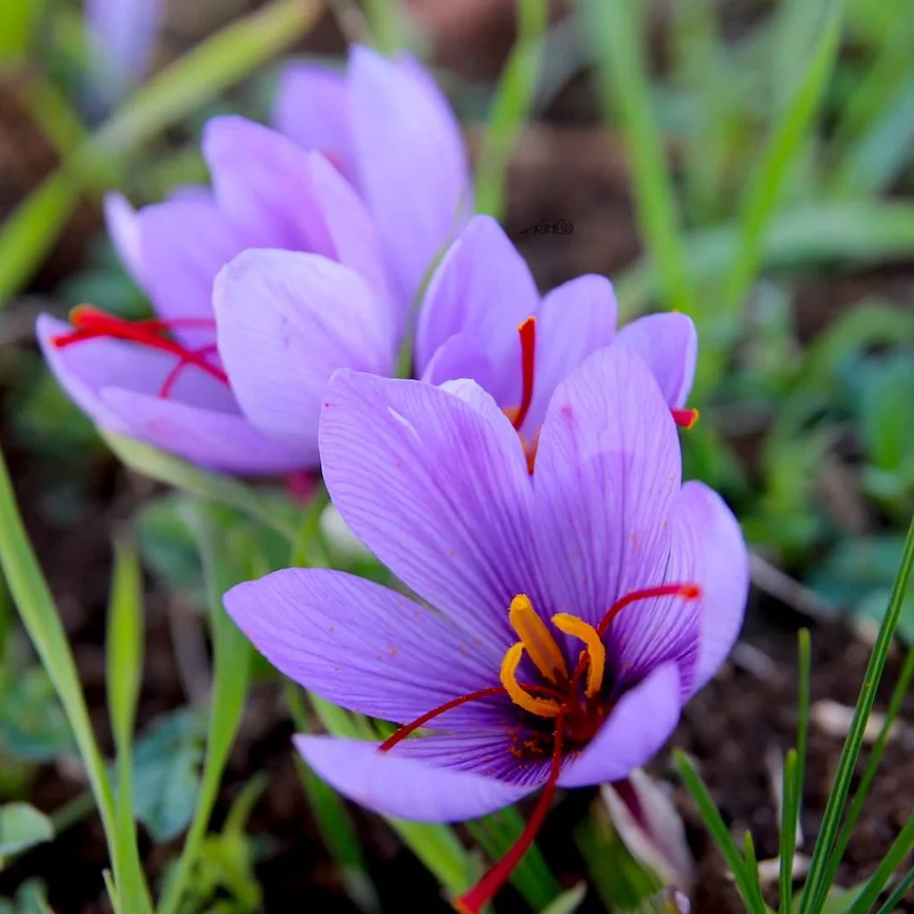 Крокус цветок Романова