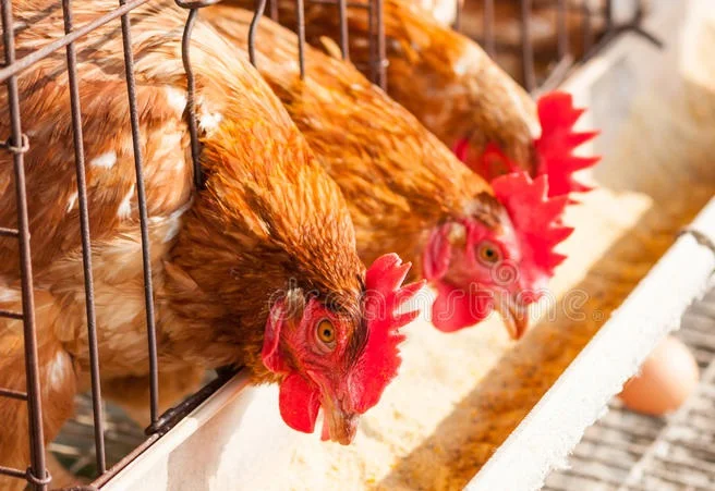 Agrologic type feeding sensor SW-2 capacitive proximity sensor For Poultry Automatic Feeding System