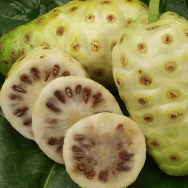 Dried Noni Fruit Whole / Half Cut Morinda Citrifolia Buy Morinda