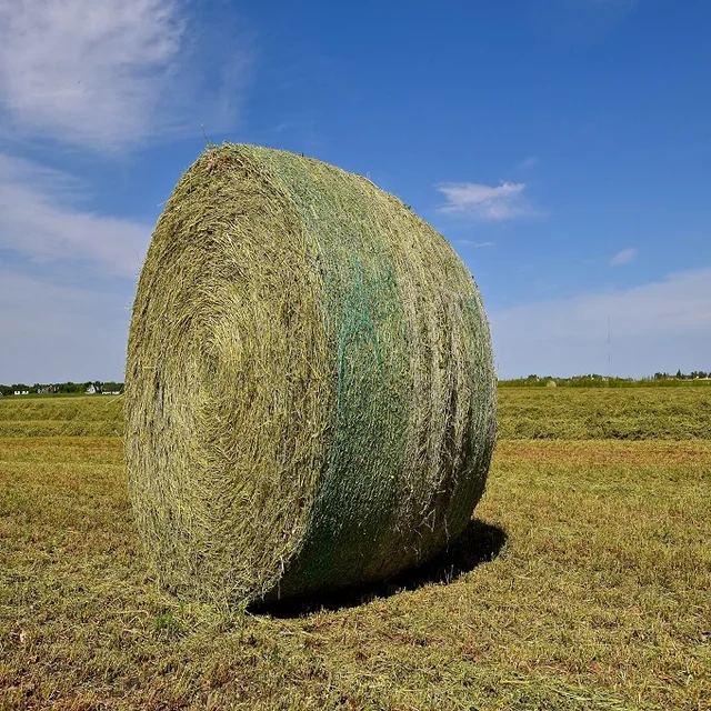 Fresh Dried Alfalfa Lucerne Hay Buy Hay Bale Wrap Alfalfa Hay Bales For Sale High Quality Alfalfa Hay For Sale Product On Alibaba Com