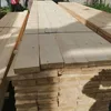 Scottish Pine (Pinus sylvestries ) for sale