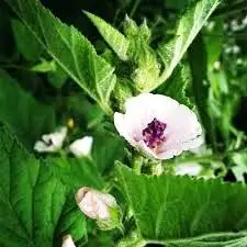 Marsh Mallow Flower..jpg