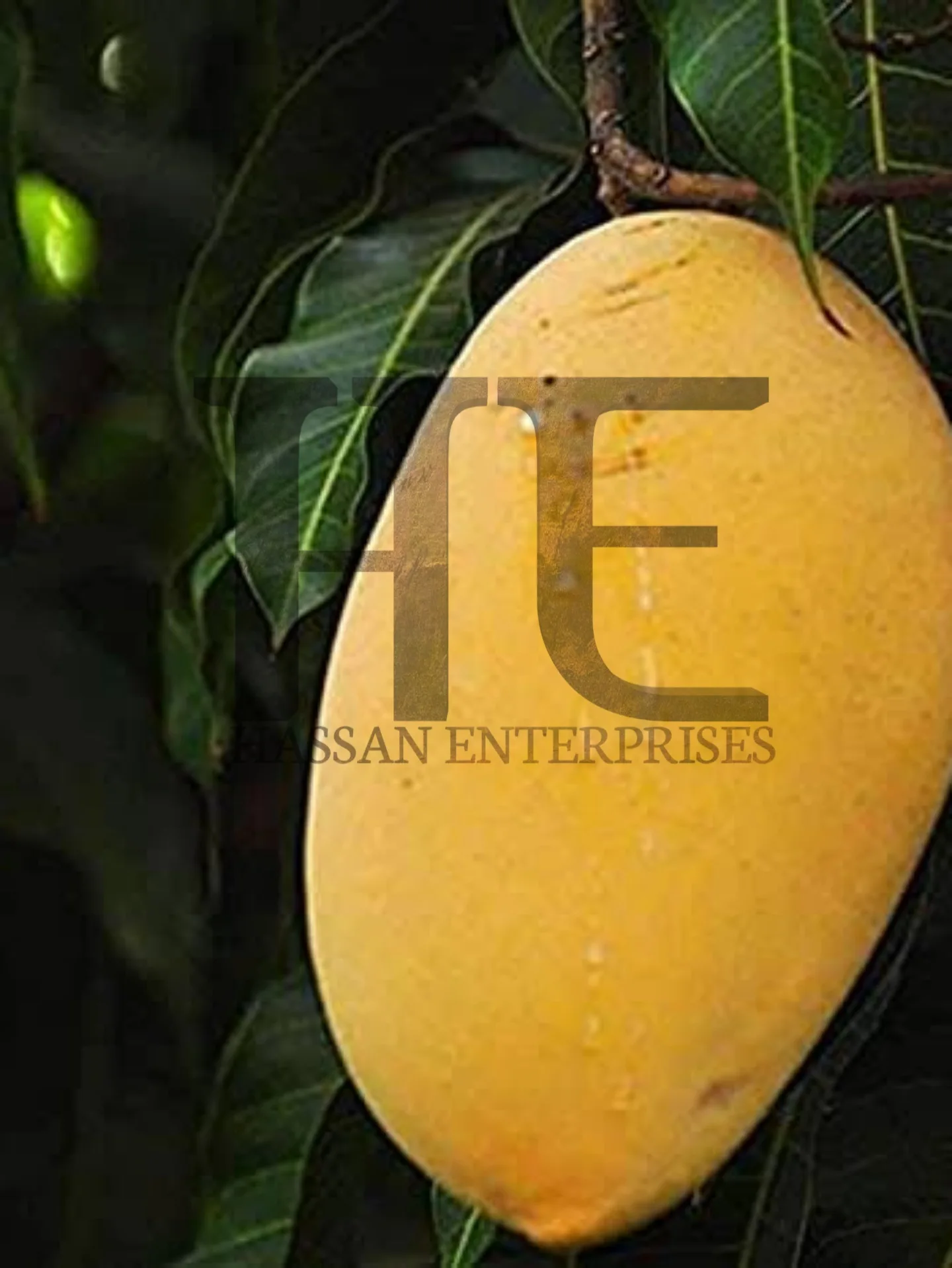 Sindhrimango Paquistaní Amarillo Original,Mango Fresco Listo Para