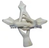 Wooden Tripod Abalone Shell Stand in Natural Wood Finish