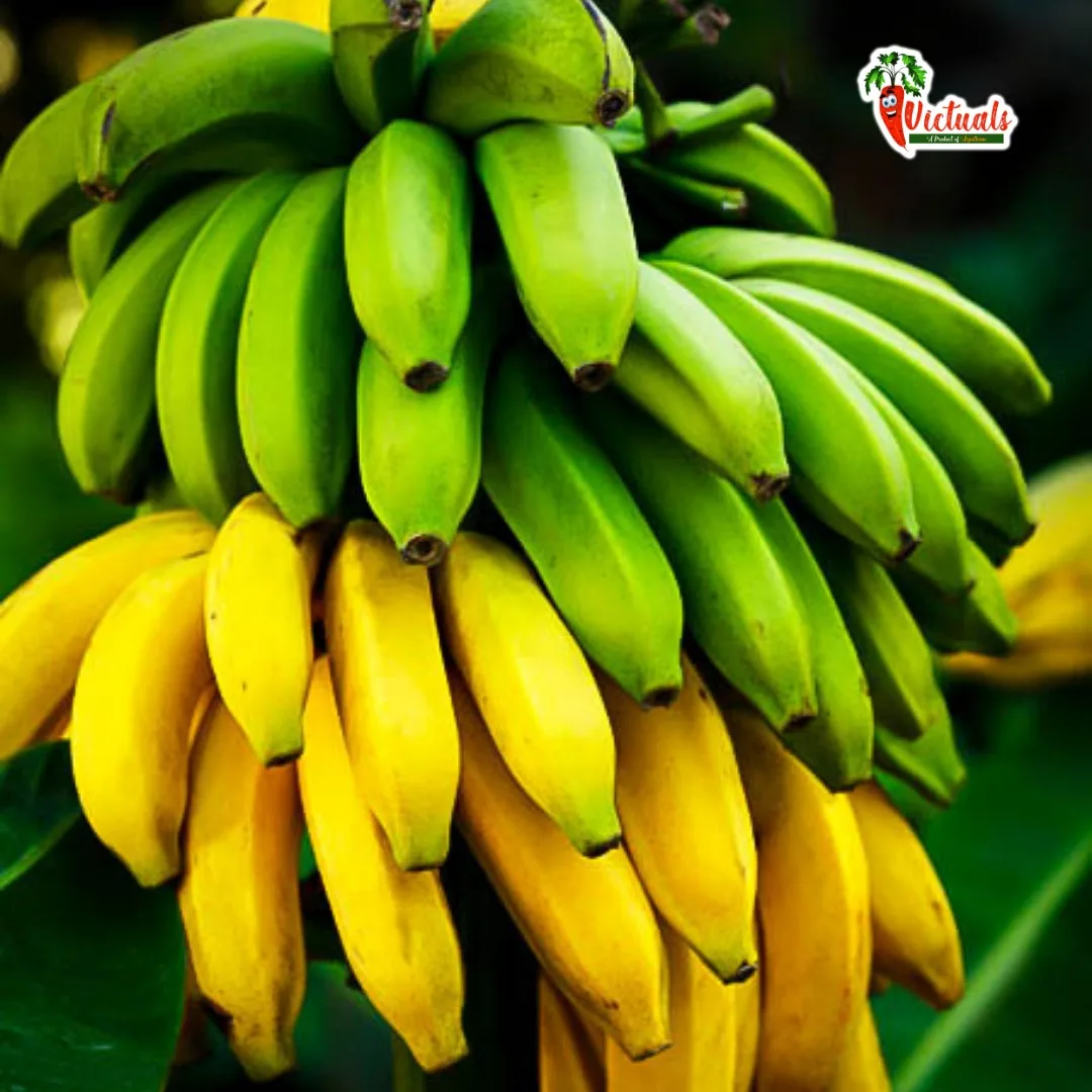 Cavendish Bananaloja Com Toda A Sua Energia Buy Embalagem De Banana