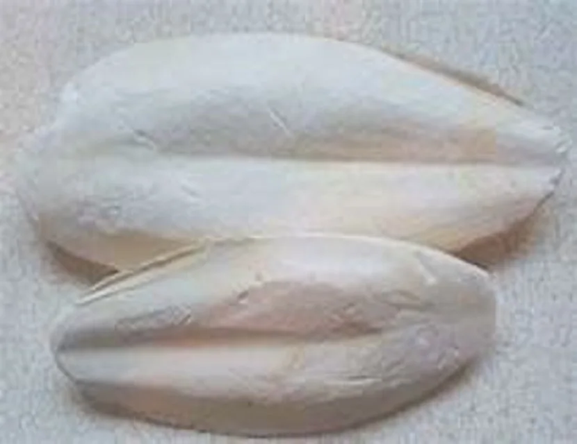 DRIED-CUTTLEFISH-BONE.jpg