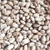 Grade AA speckled white red kidney beans for sale in Central Eu