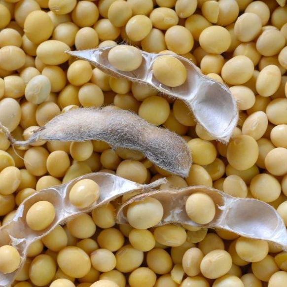 Saat Ini Tahun GMO Kacang Kedelai Kering/Organik Kedelai