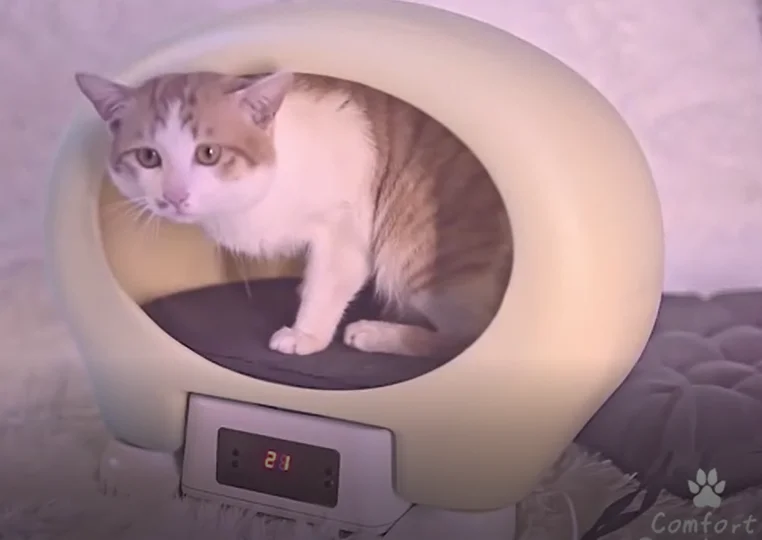 1905 cat.png