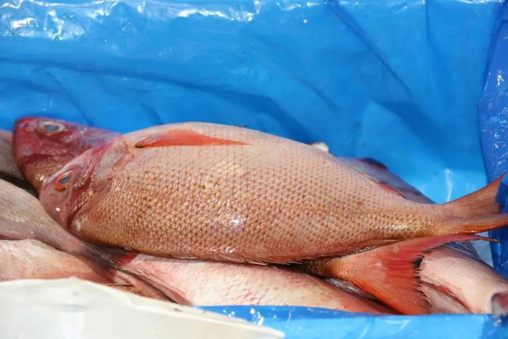 high quality whole round seafood frozen red snapper fish