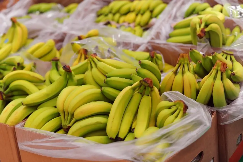 Venta Caliente De Alta Calidad De Cavendish Frescos Banana Con Ce La Ue