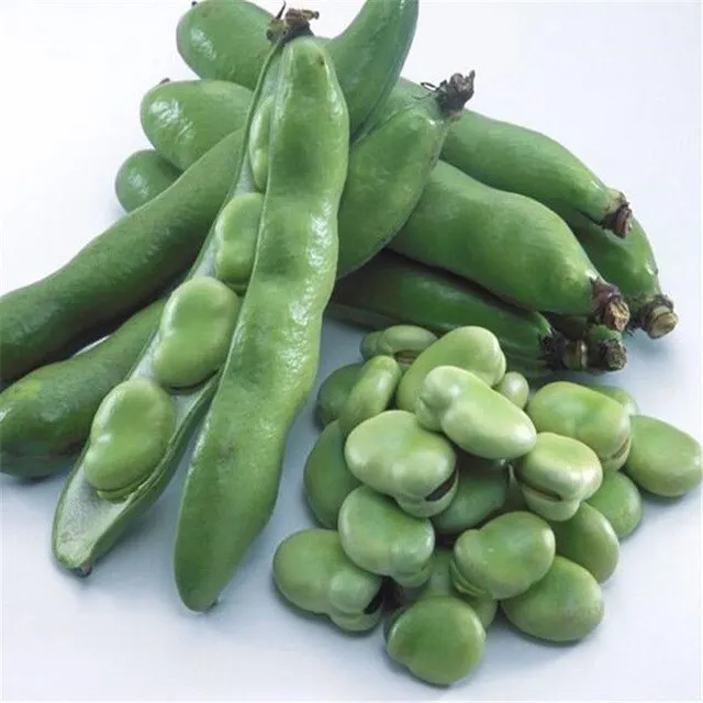 Broad-Bean.jpg