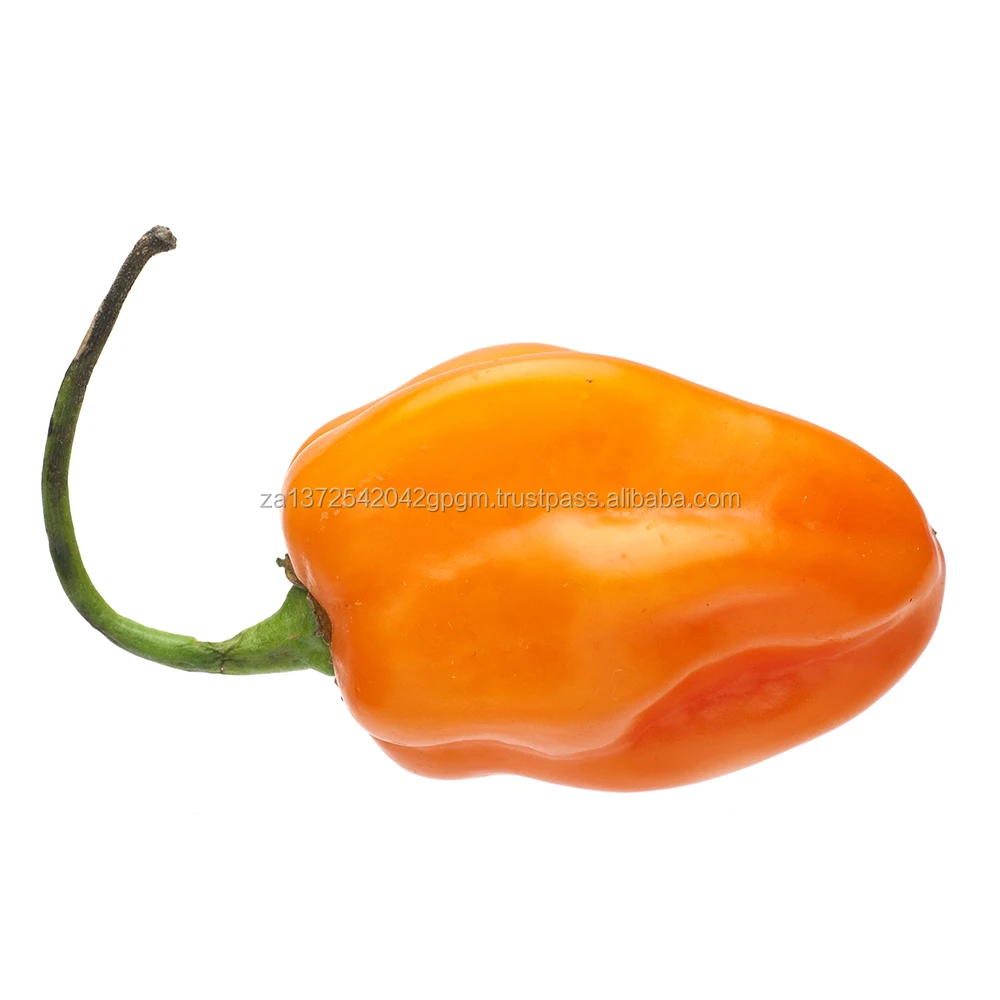 Habanero pepper.jpg
