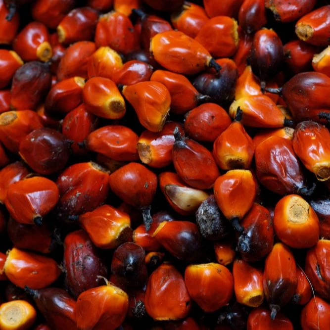 top grade palm nut / palm shell / refined palm oil.