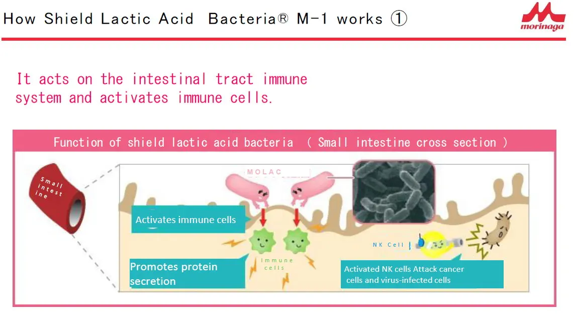 Japanese Heat Killed Lactic Acid Bacteria Powder For Health Foods For