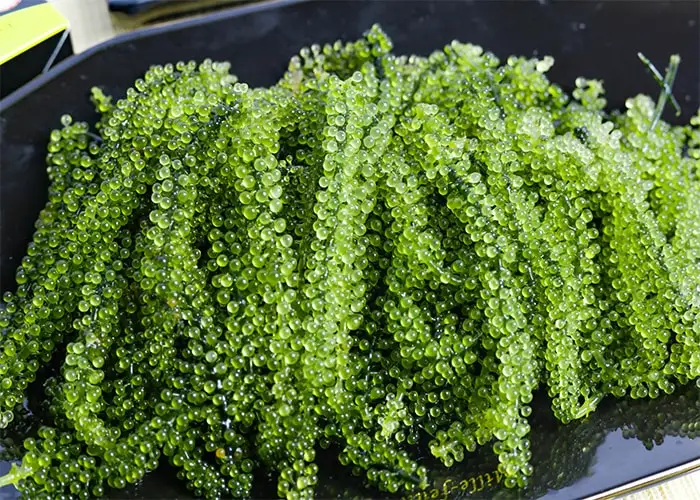 Fresh Sea Grapes High Quality Competitive Price 99 Gold Data