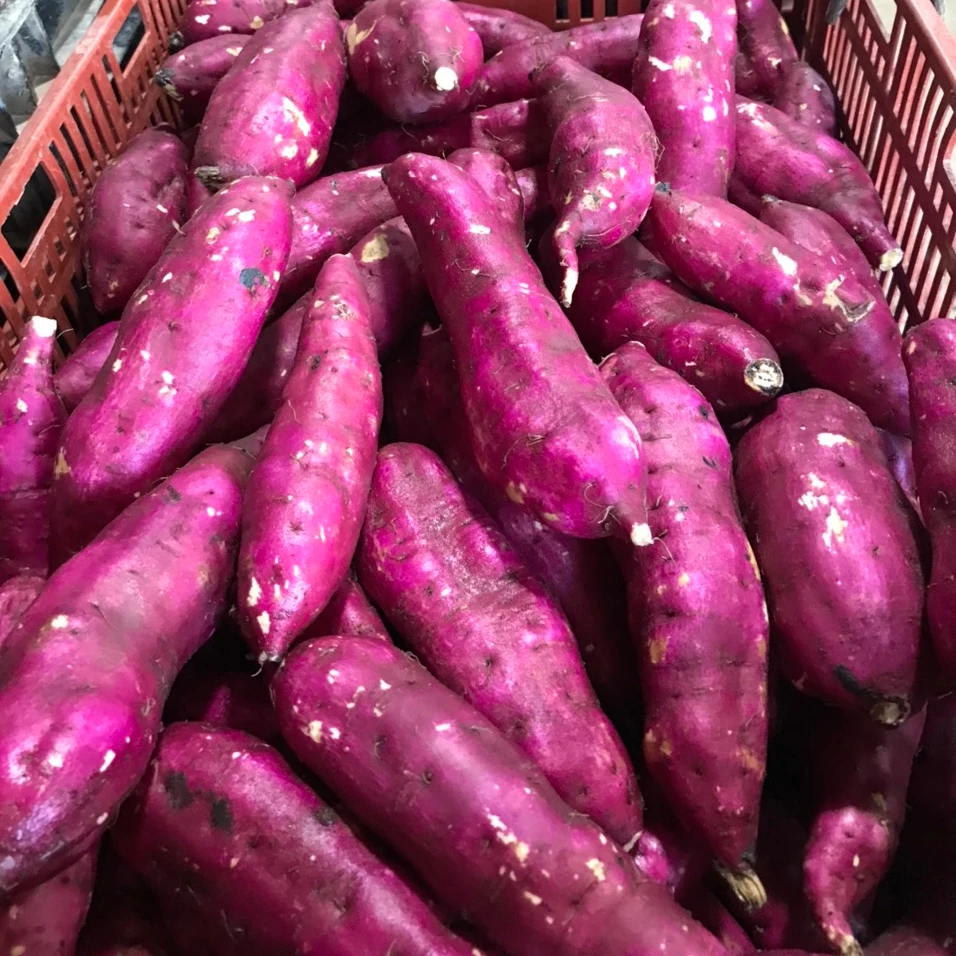 Farms Fresh Sweet Potatoes Vietnamese Purple Sweet Potato 10 Kg 2