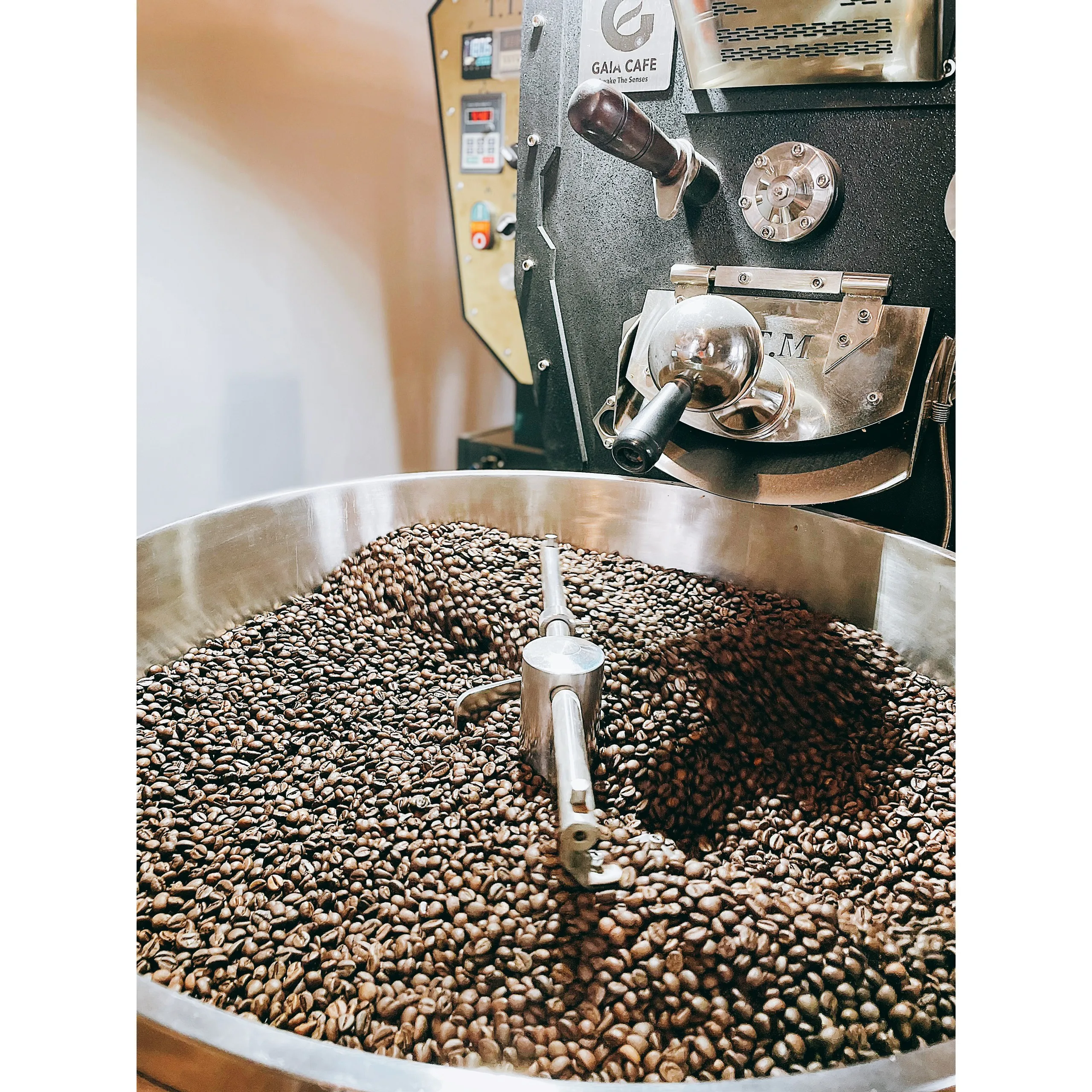 Green Robusta Coffee Beans Directly From Highland Farm 100 Robusta Green Coffee Beans Supplied