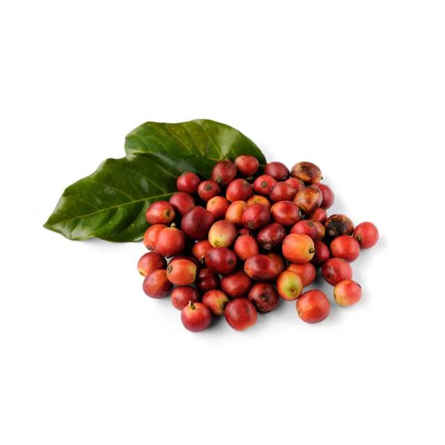 bulk natural roasted cacao beans from reliable dealer best