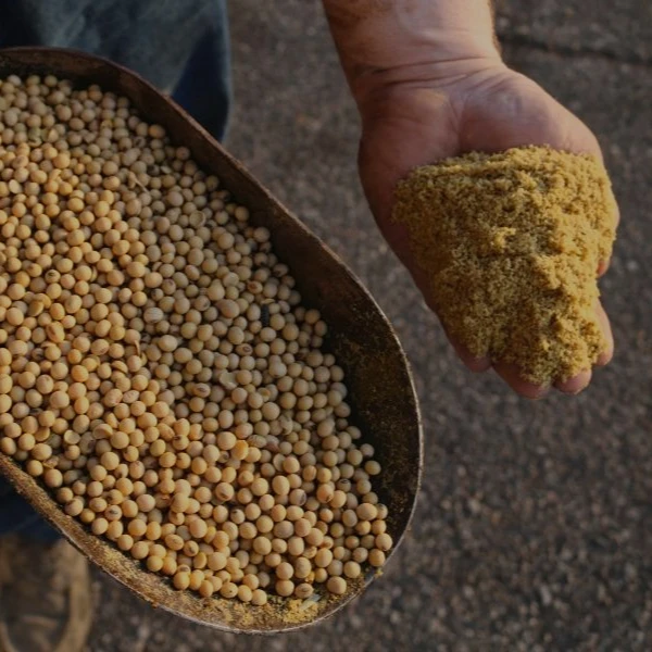 SOYBEAN MEAL4.jpg