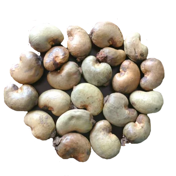 dried raw cashew nuts in shell