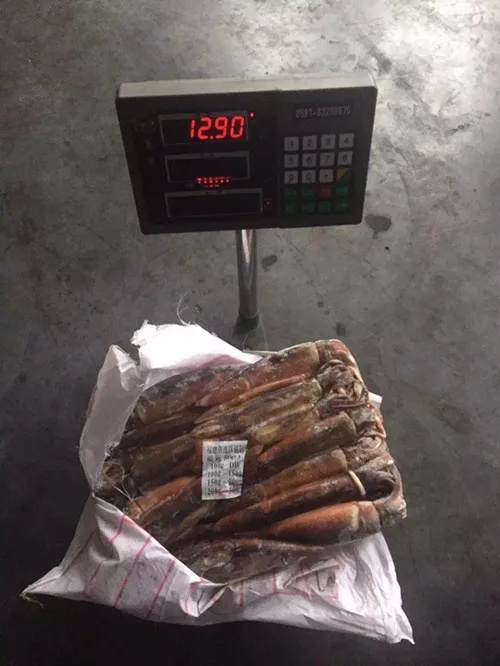 Frozen Squid.jpg