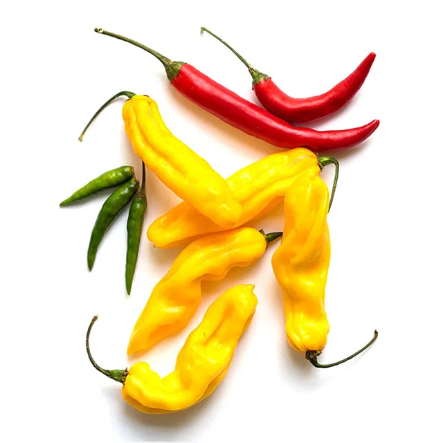 hot selling organic chilli fresh pepper export dried red chili