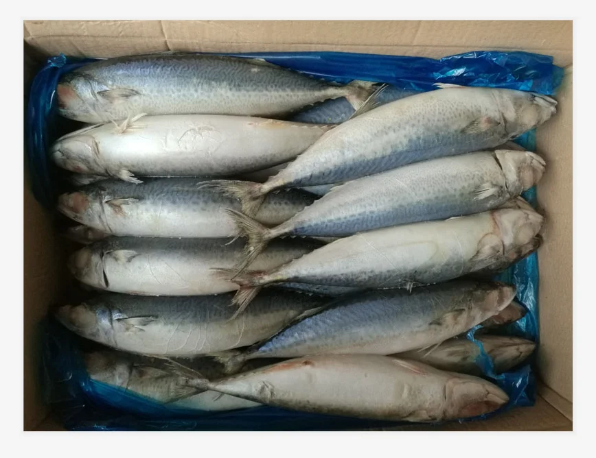 冻太平洋鲭鱼,冷冻鲯鳅鱼,冷冻沙丁鱼鱼出口