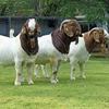 Boer Goats Full Blood with babies