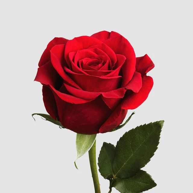 लाल गुलाब - Buy Indian Rose Product on Alibaba.com