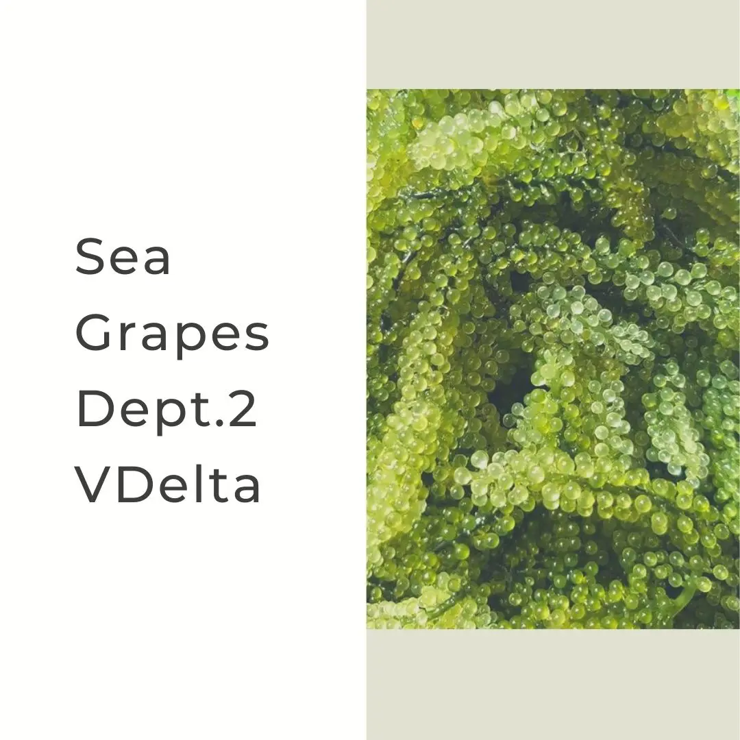 Fresh Lato Sea Grapes Seaweed Serena Buy Sea Grapes Sea Grapes
