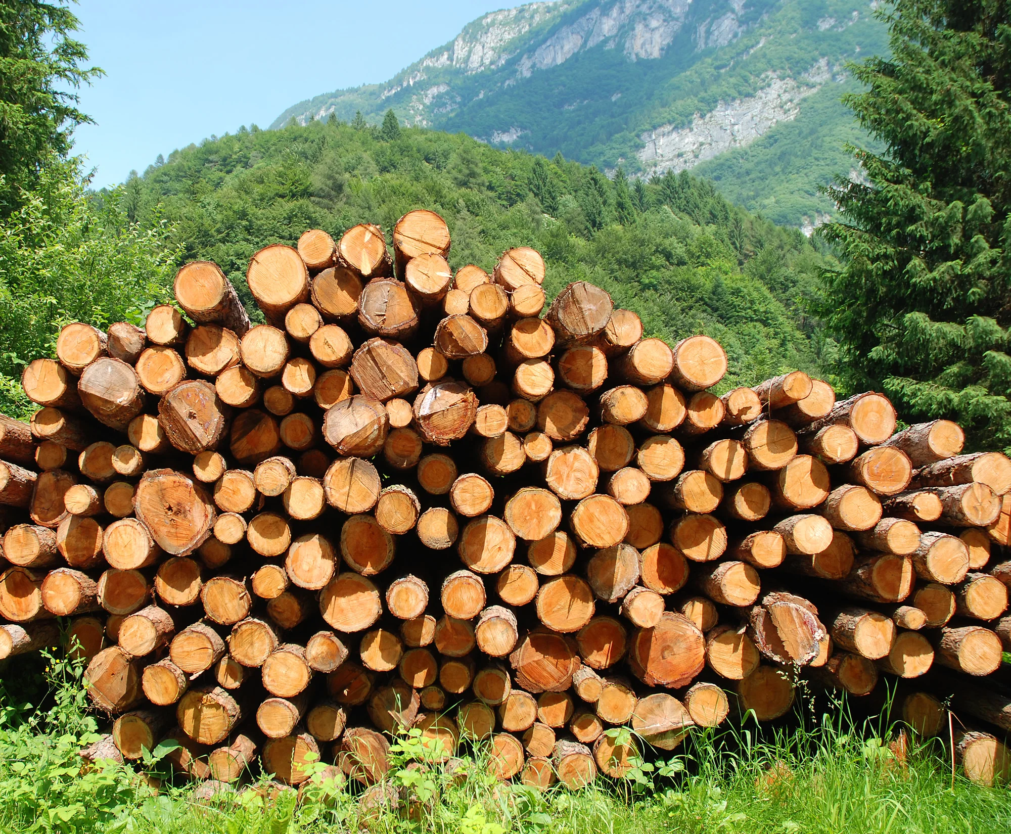 T me buy logs. Заготовка древесины. Штабель древесины. Штабель леса. Лес древесина.
