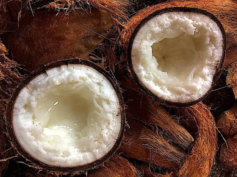 蜡椰子: 在越南畅销