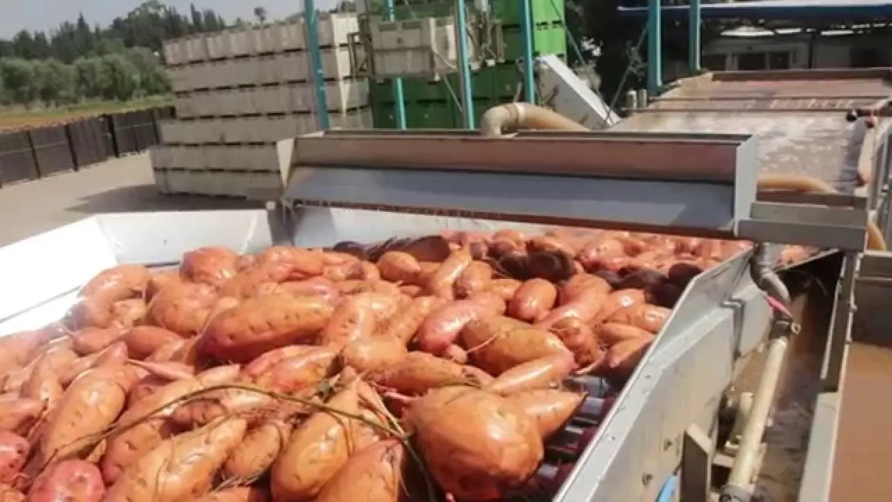 Fresh Japan Sweet Potatoes Potato Yellow Inside Delicious Taste Newest Crop Sweet Potatoes Buy