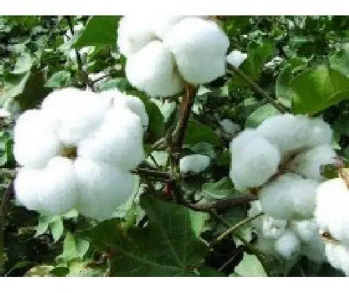 
MEDICAL COTTON WASTE 
