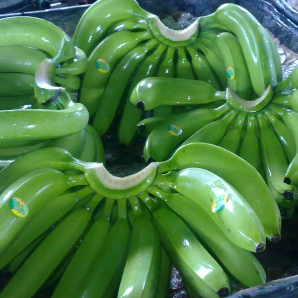 plantains green plantain banana/fresh green top grade