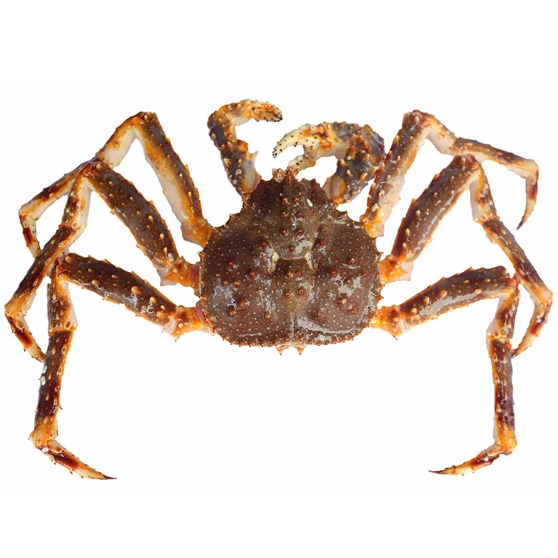 Crab 9.png
