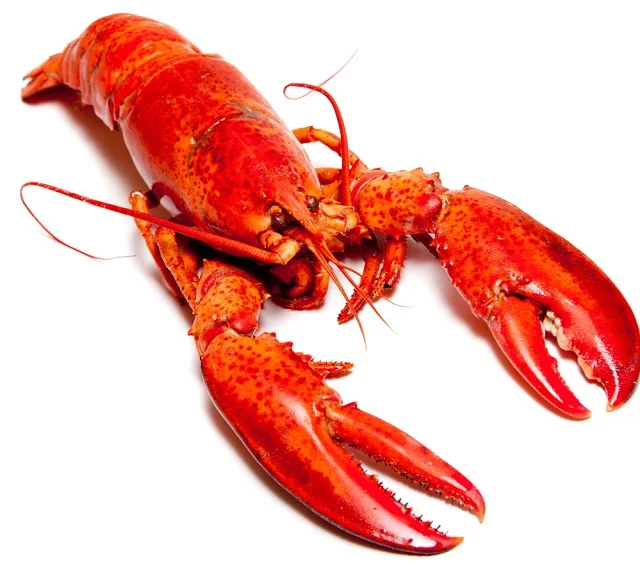 wholesale frozen lobster / frozen lobster tail / fresh live