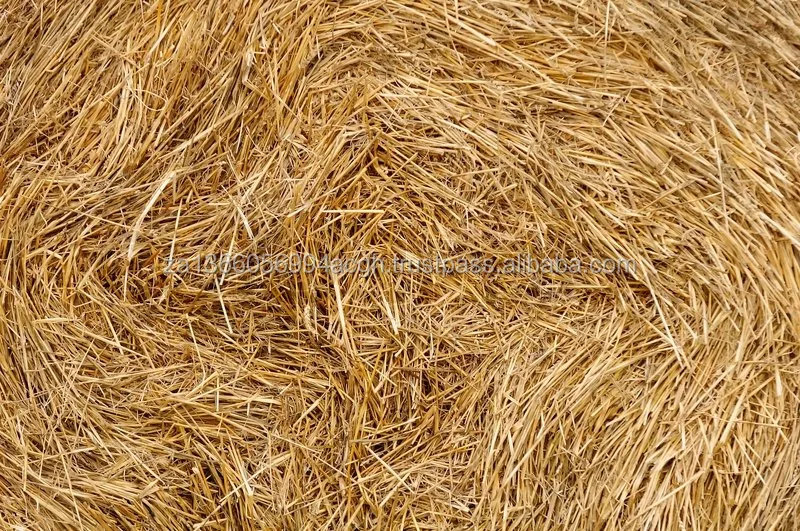wheat hay1.jpg