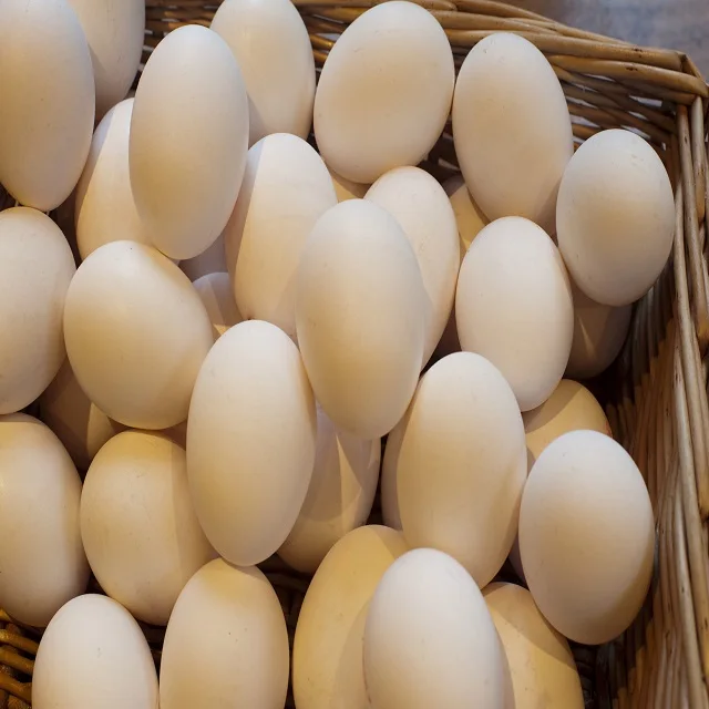 ostrich egg4.jpg