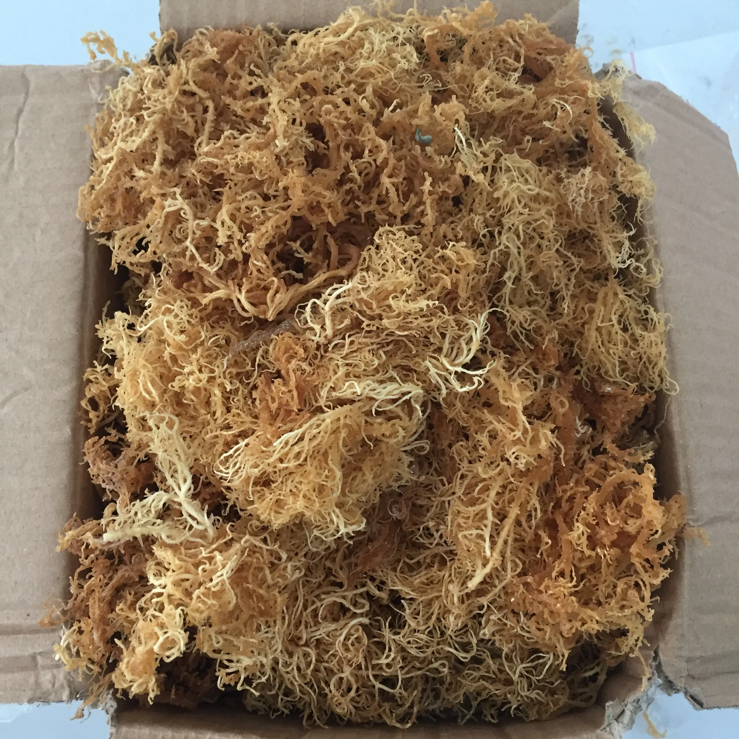 Bulk Quantity Dried Irish Sea Moss / Eucheuma Cottonii Seaweed Sun