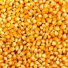 Yellow Corn & White Corn/Maize for Human & Animal Feed FOR SALE